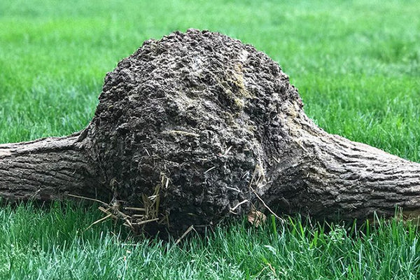 What is a wood burl?