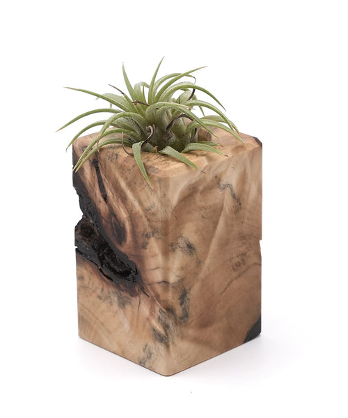 Wood Burl Wood Air Plant Holder - Pablo (Wood Burl, 748582)