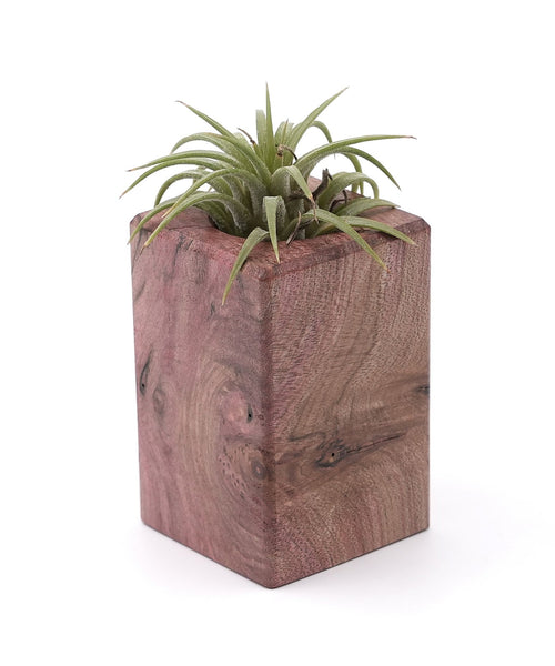Wood Burl Wood Air Plant Holder - Kaiden (Wood Burl, 748585)