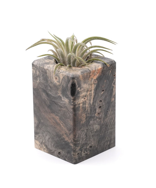 Wood Burl Wood Air Plant Holder - Errol (Wood Burl, 748586)
