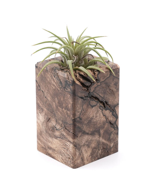 Wood Burl Wood Air Plant Holder - Juana (Wood Burl, 748587)