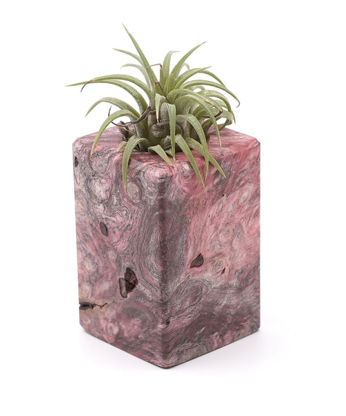 Wood Burl Wood Air Plant Holder - Aaden (Wood Burl, 748588)