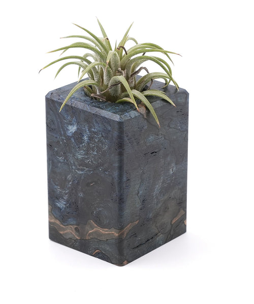 Wood Burl Wood Air Plant Holder - Mira (Wood Burl, 748589)