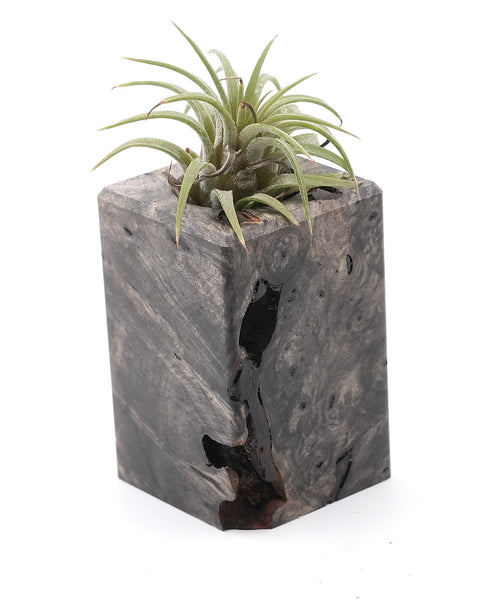 Wood Burl Wood Air Plant Holder - Pedro (Wood Burl, 748591)