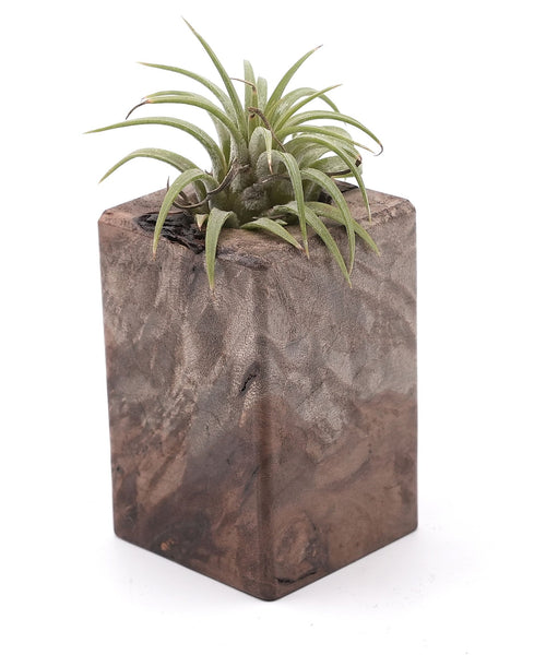Wood Burl Wood Air Plant Holder - Sylvie (Wood Burl, 748595)