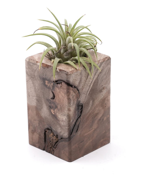 Wood Burl Wood Air Plant Holder - Danika (Wood Burl, 748596)