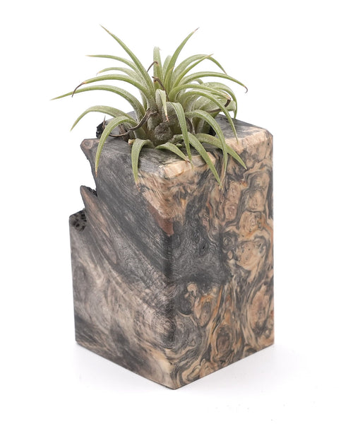 Wood Burl Wood Air Plant Holder - Alecia (Wood Burl, 748603)