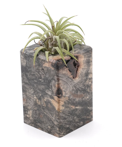 Wood Burl Wood Air Plant Holder - Mario (Wood Burl, 748605)