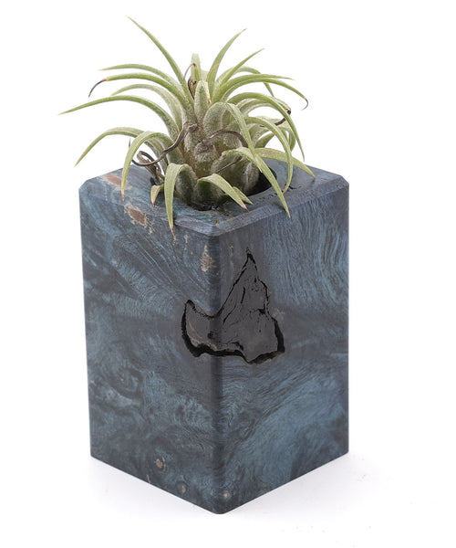 Wood Burl Wood Air Plant Holder - Janel (Wood Burl, 748608)