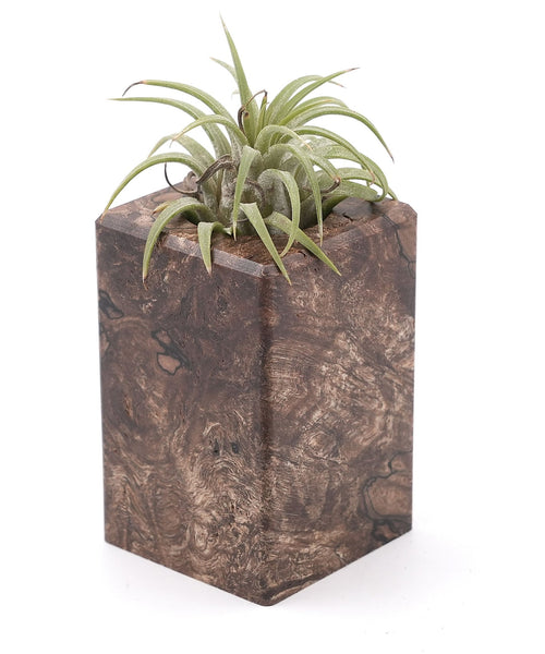 Wood Burl Wood Air Plant Holder - Judi (Wood Burl, 748609)