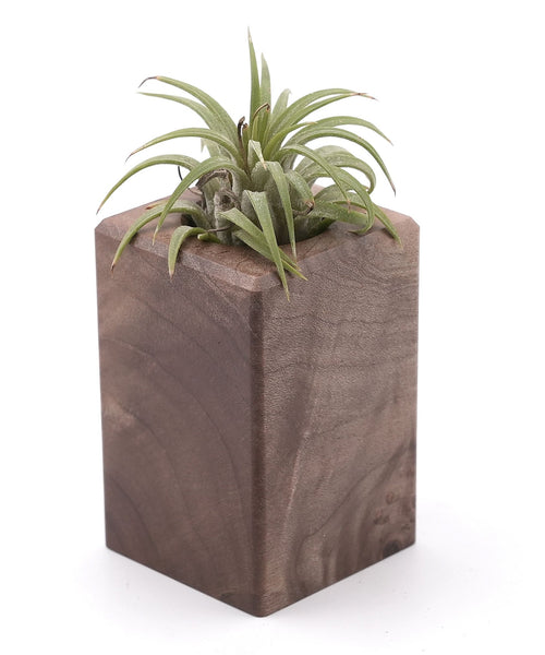 Wood Burl Wood Air Plant Holder - Sadie (Wood Burl, 748610)