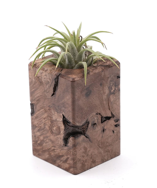 Wood Burl Wood Air Plant Holder - Jakari (Wood Burl, 748612)