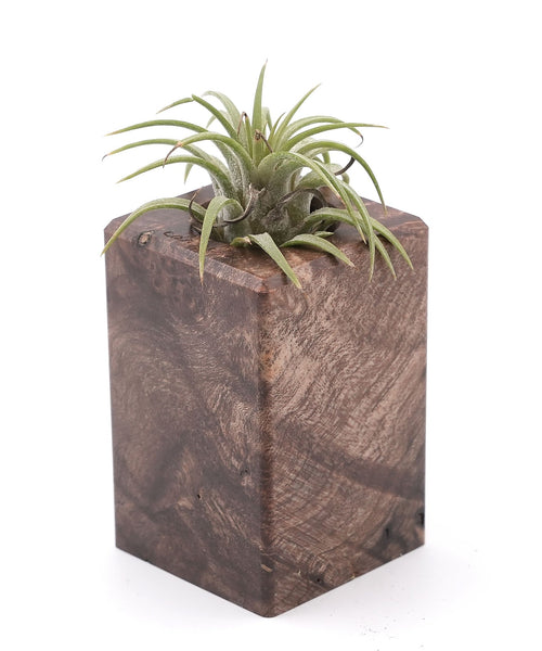 Wood Burl Wood Air Plant Holder - Robert (Wood Burl, 748614)