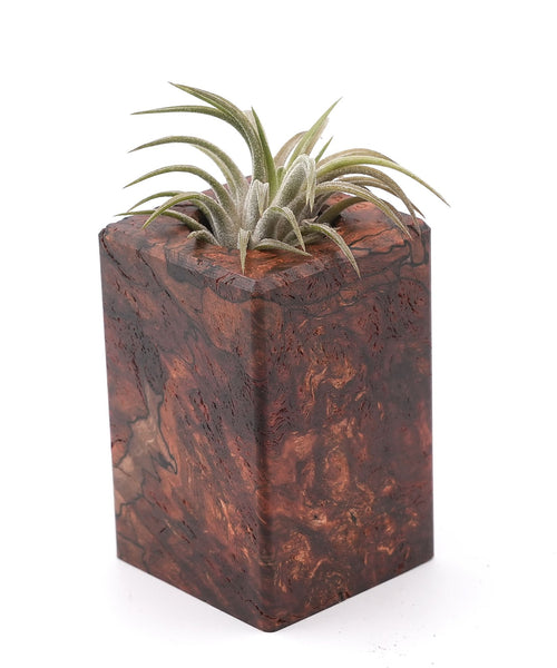 Wood Burl Wood Air Plant Holder - Tawanna (Wood Burl, 748615)