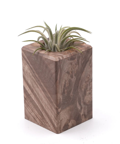 Wood Burl Wood Air Plant Holder - Suzanne (Wood Burl, 748617)