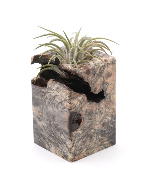 Wood Burl Wood Air Plant Holder - Stormi (Wood Burl, 748618)