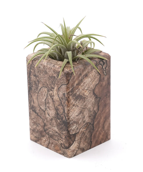 Wood Burl Wood Air Plant Holder - Gideon (Wood Burl, 748619)