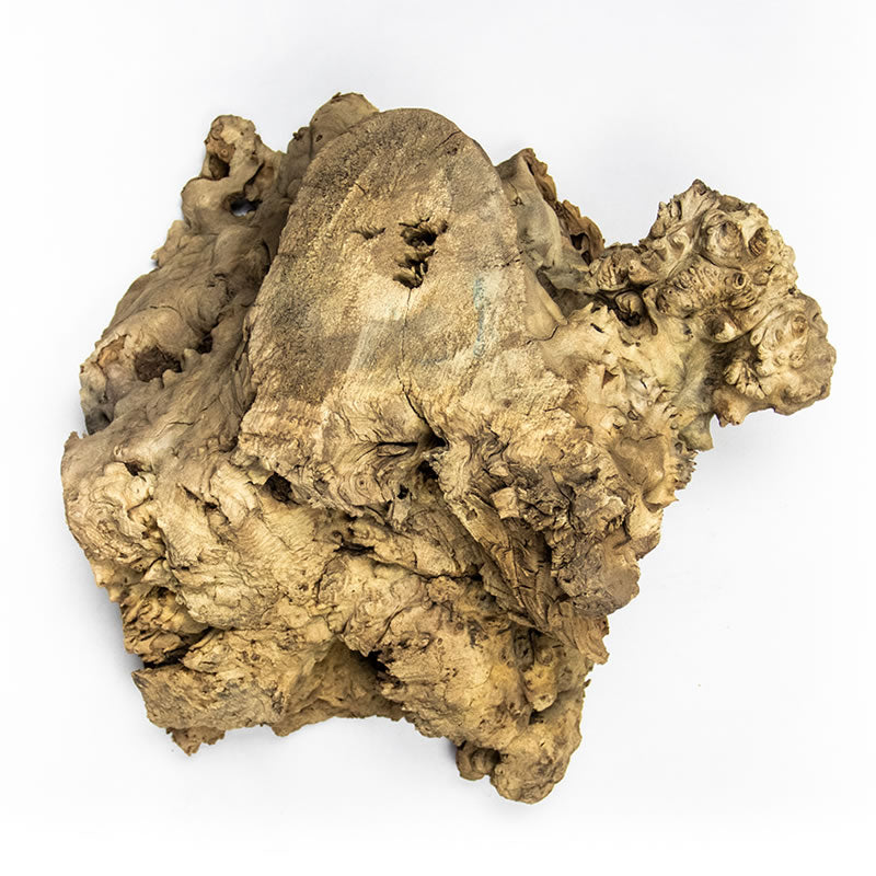 Buckeye Burl