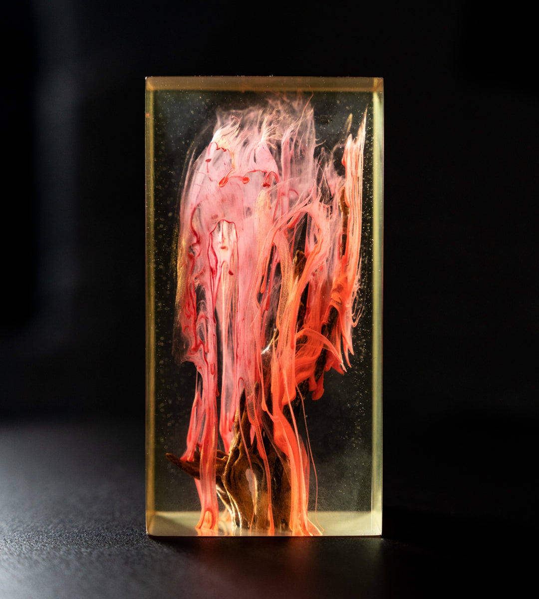 Cholla Primary Product Image