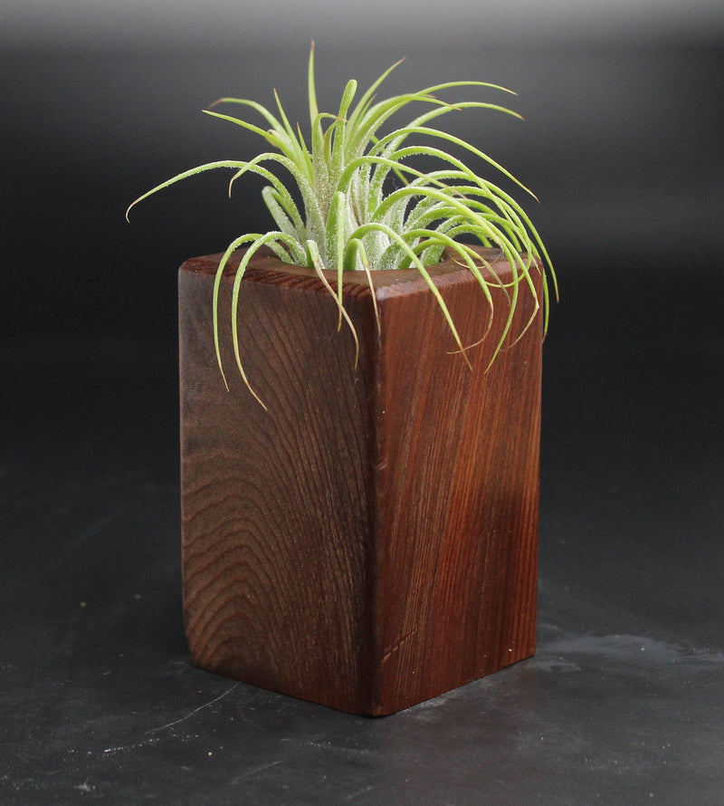 Wood Burl  Air Plant Holder - Luke (Wood Burl, 704700)