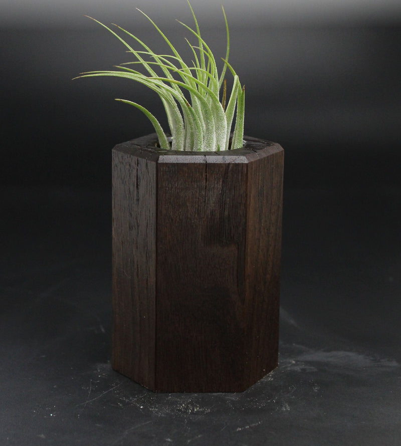 Wood Burl  Air Plant Holder - Adele (Wood Burl, 705139)