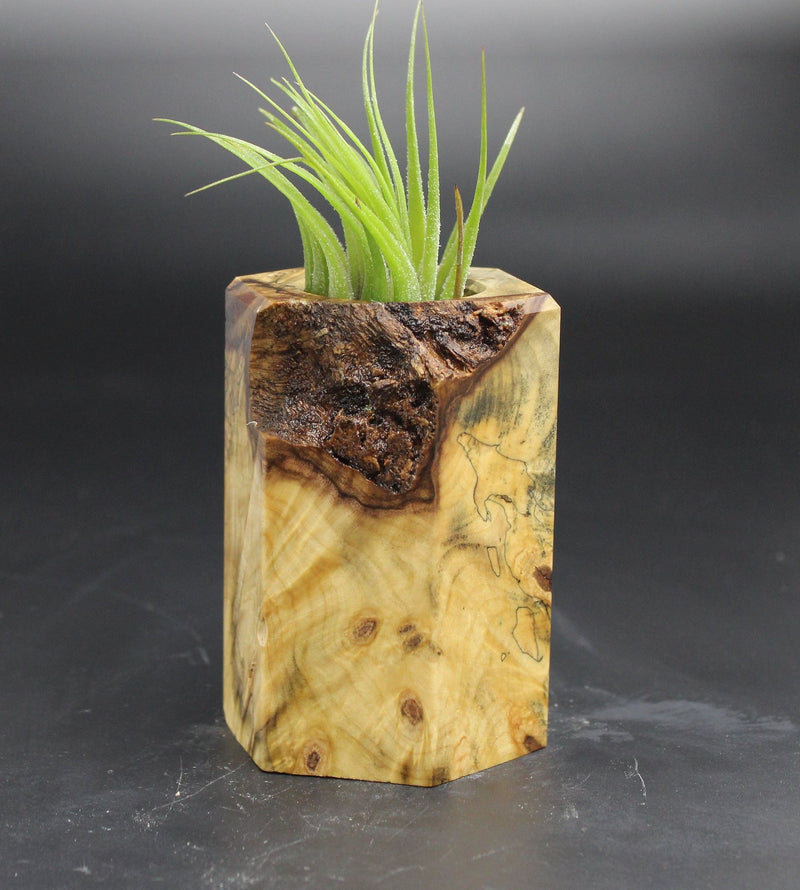 Wood Burl ResinArt Air Plant Holder - Trisha (Wood Burl, 705257)