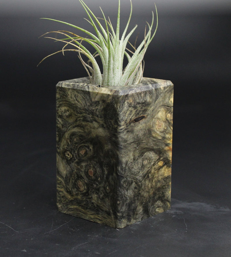 Wood Burl  Air Plant Holder - Eugene (Wood Burl, 707625)