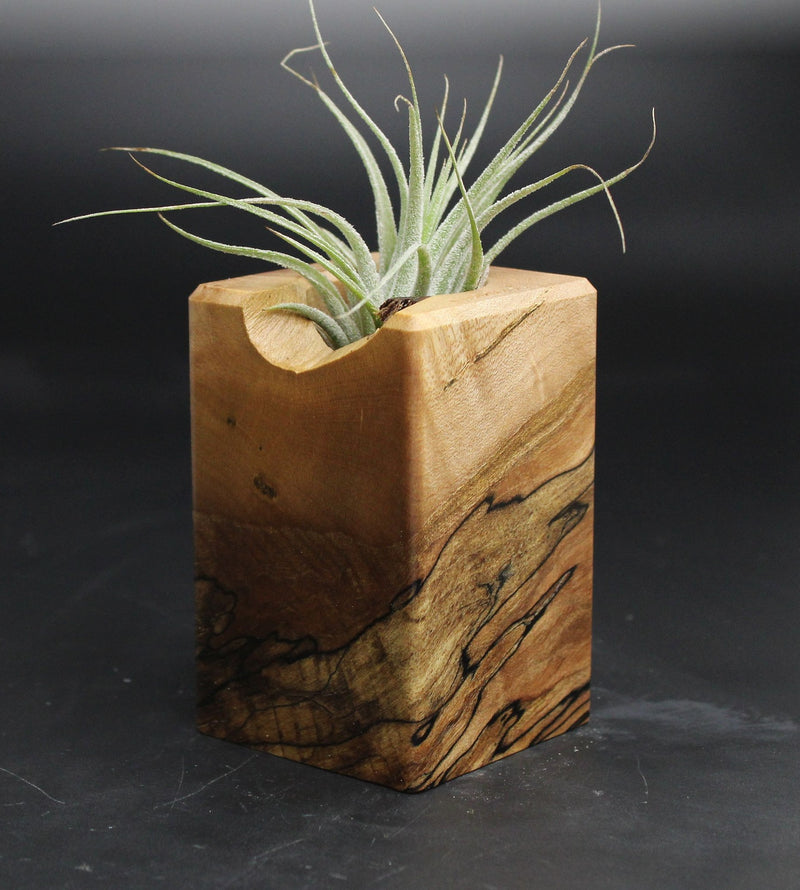 Wood Burl  Air Plant Holder - Lizzie (Wood Burl, 707637)