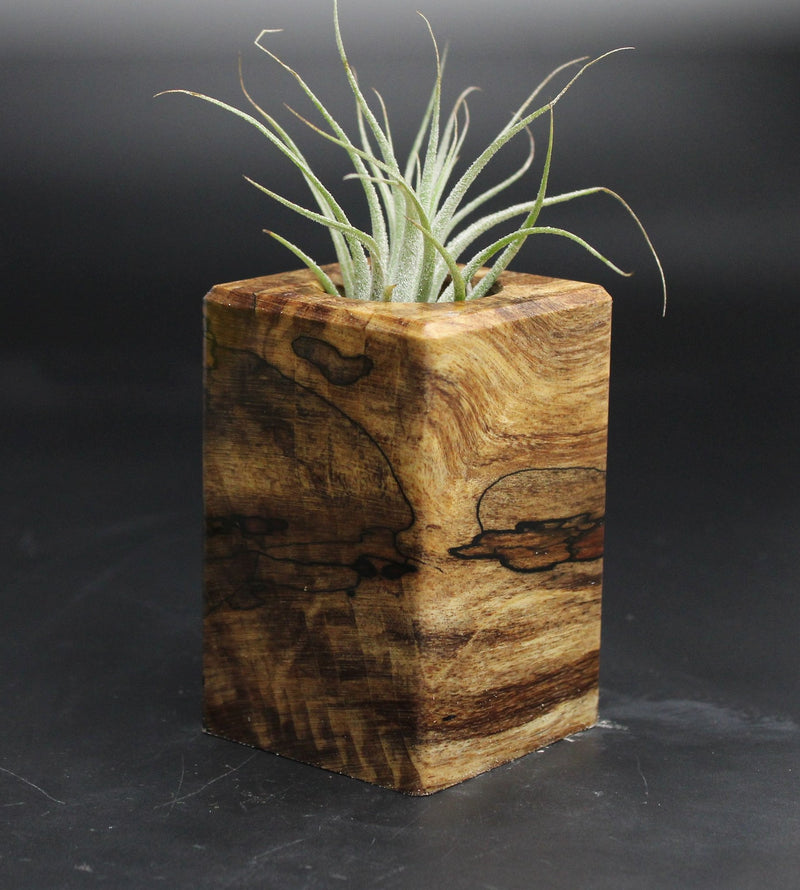 Wood Burl  Air Plant Holder - Jonathan (Wood Burl, 707647)
