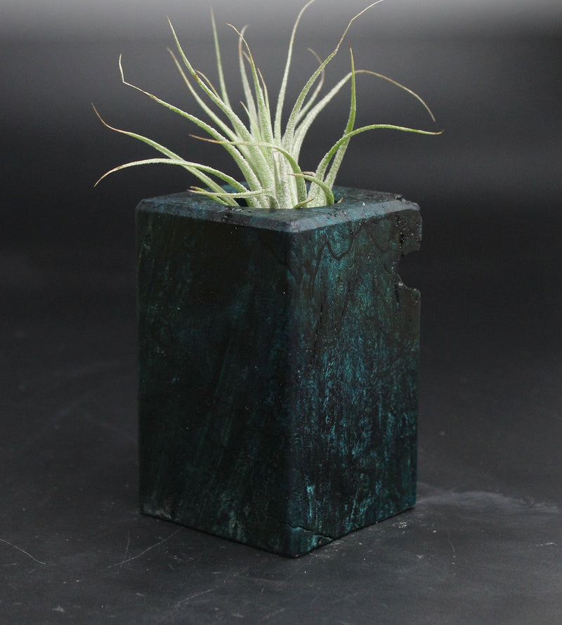 Wood Burl  Air Plant Holder - Clark (Wood Burl, 707659)
