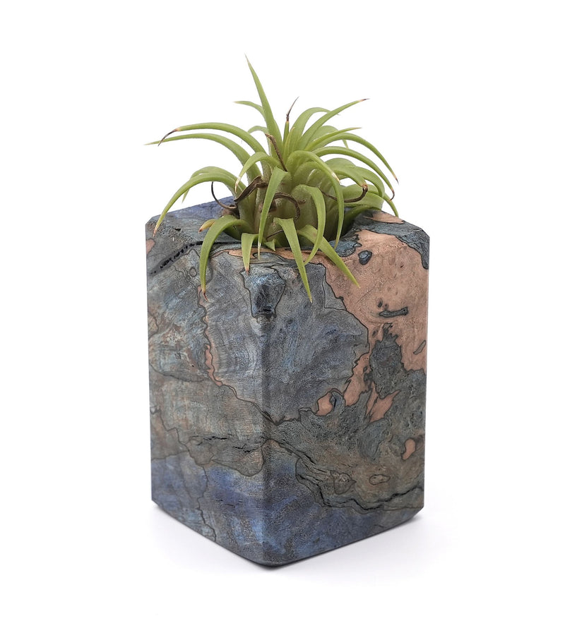 Wood Burl Wood Air Plant Holder - Guido (Wood Burl, 748580)