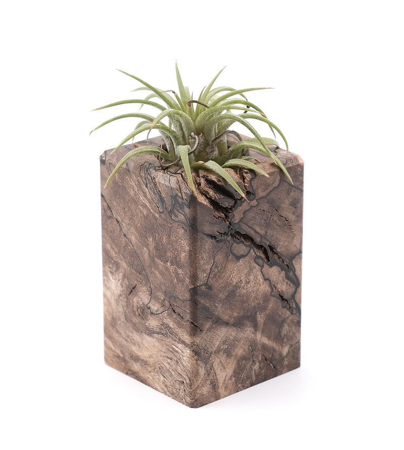 Wood Burl Wood Air Plant Holder - Juana (Wood Burl, 748587)