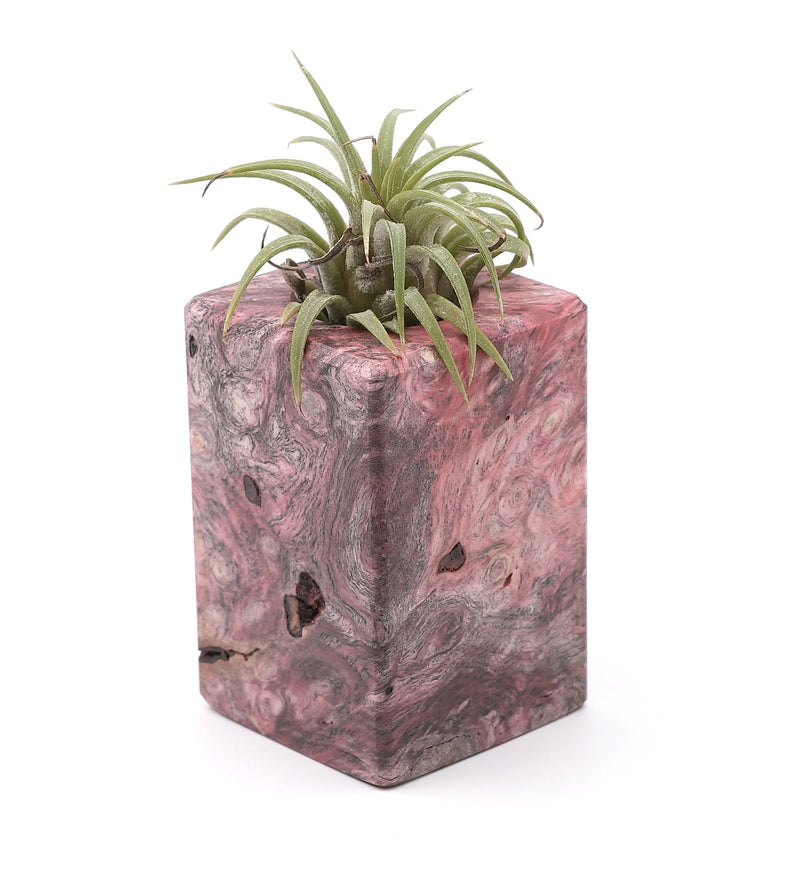 Wood Burl Wood Air Plant Holder - Aaden (Wood Burl, 748588)