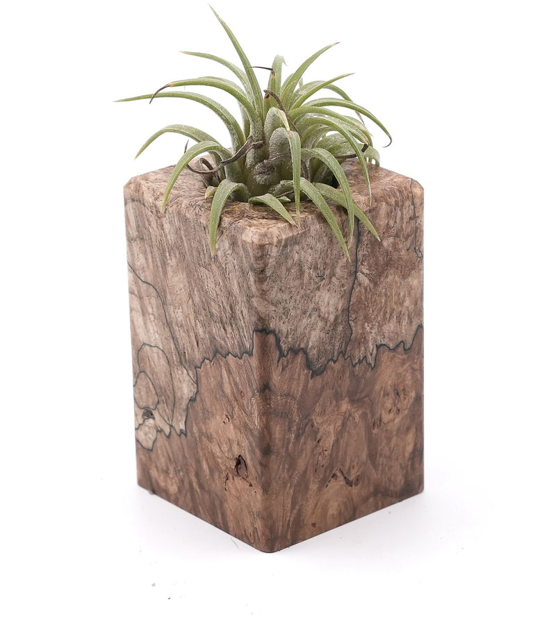 Wood Burl Wood Air Plant Holder - Ward (Wood Burl, 748592)
