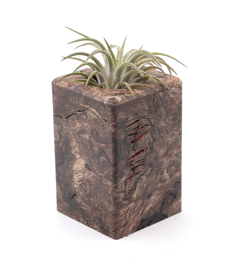 Wood Burl Wood Air Plant Holder - Shanika (Wood Burl, 748594)