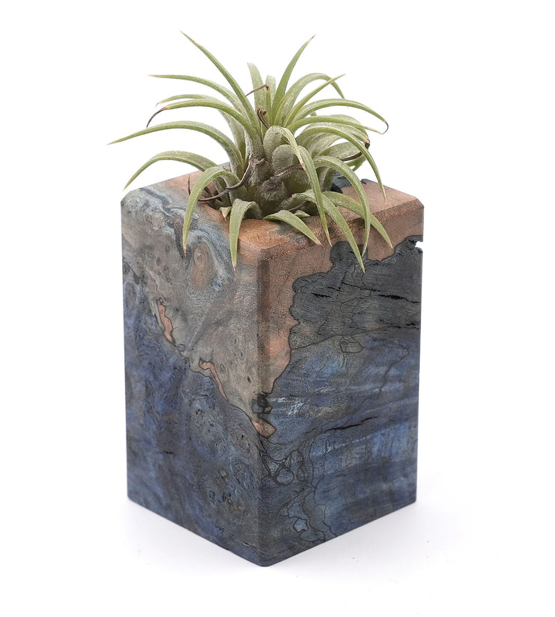 Wood Burl Wood Air Plant Holder - Elora (Wood Burl, 748601)