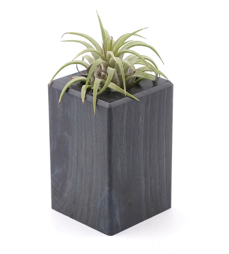 Wood Burl Wood Air Plant Holder - Kyra (Wood Burl, 748604)