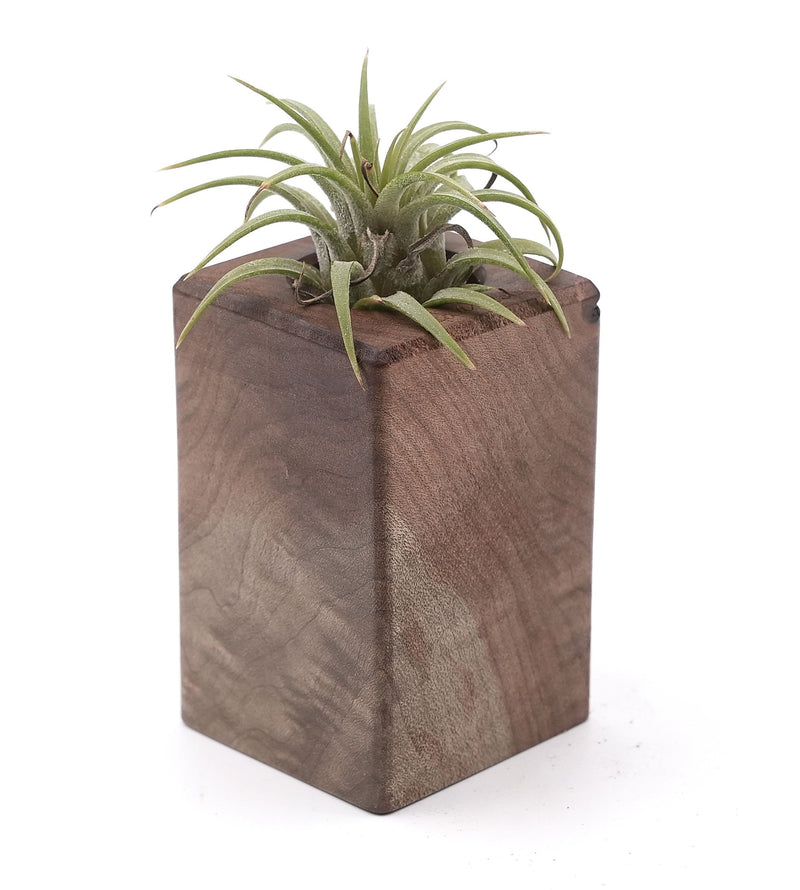 Wood Burl Wood Air Plant Holder - Spencer (Wood Burl, 748607)