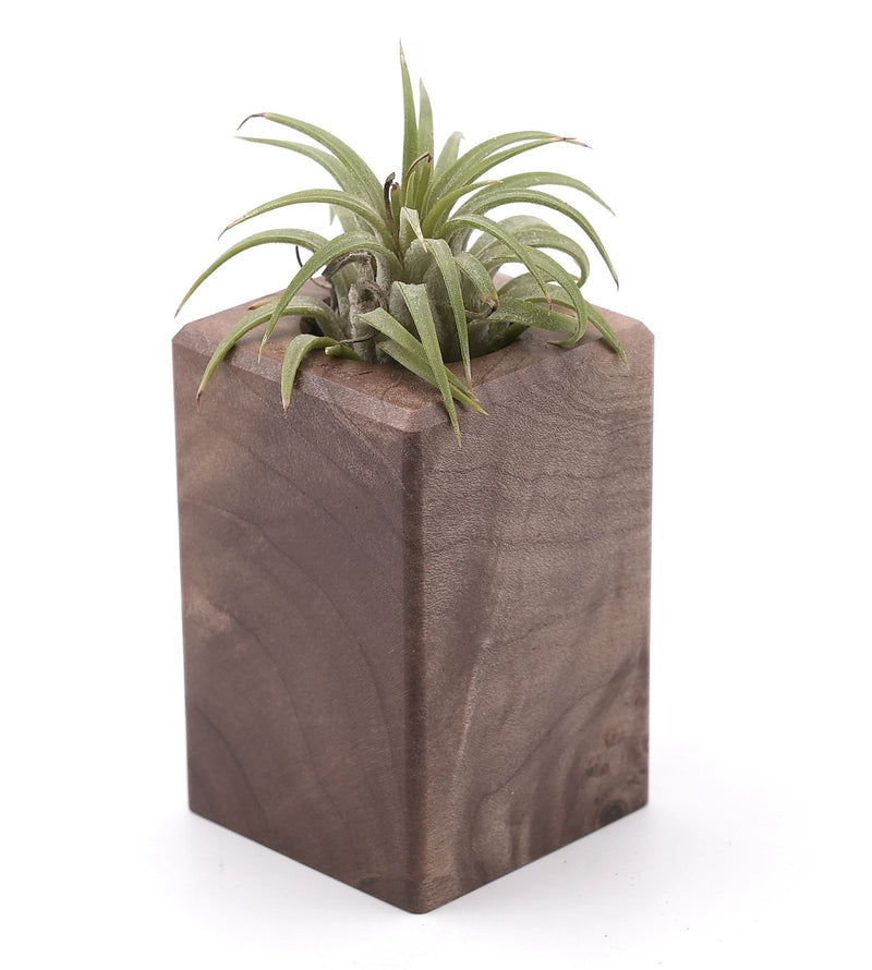 Wood Burl Wood Air Plant Holder - Sadie (Wood Burl, 748610)