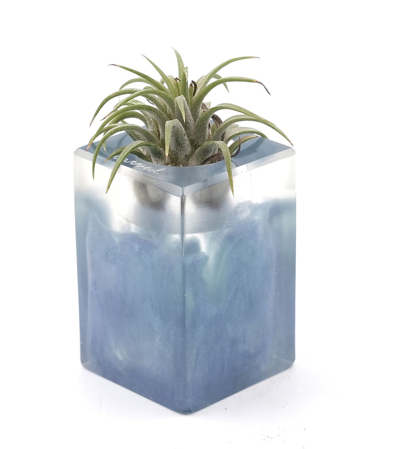 Wood Burl Wood Air Plant Holder - Mya (Wood Burl, 748611)