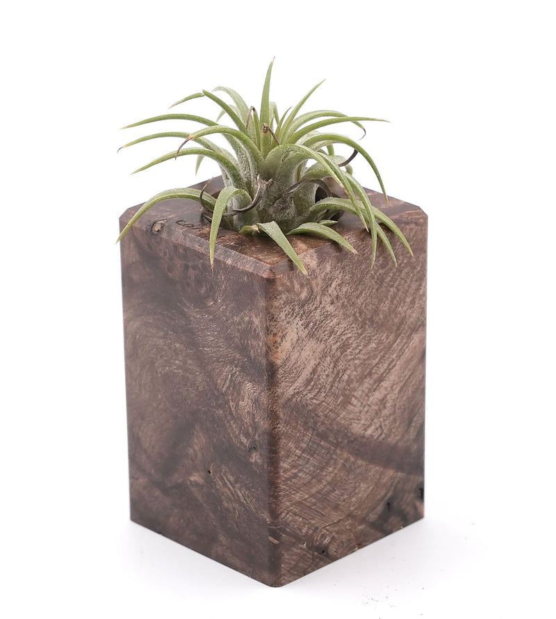 Wood Burl Wood Air Plant Holder - Robert (Wood Burl, 748614)