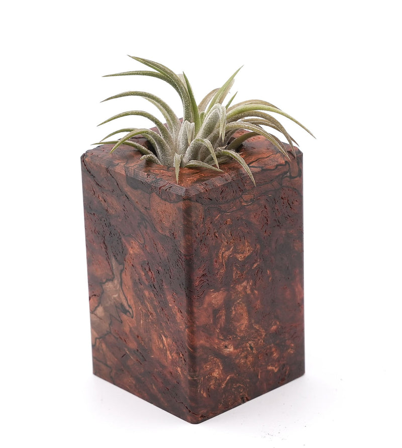 Wood Burl Wood Air Plant Holder - Tawanna (Wood Burl, 748615)
