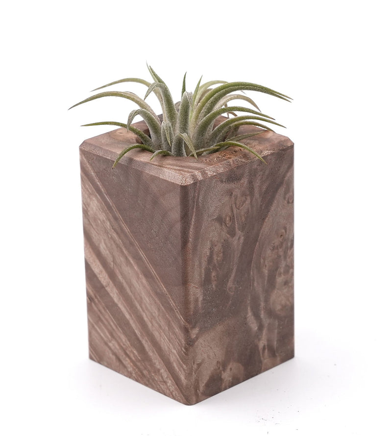 Wood Burl Wood Air Plant Holder - Suzanne (Wood Burl, 748617)