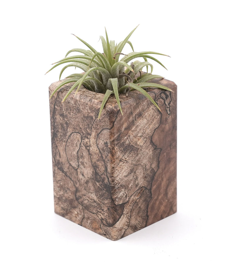 Wood Burl Wood Air Plant Holder - Gideon (Wood Burl, 748619)