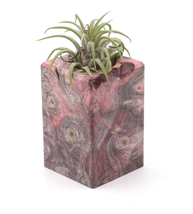 Wood Burl Wood Air Plant Holder - Myrtie (Wood Burl, 748621)