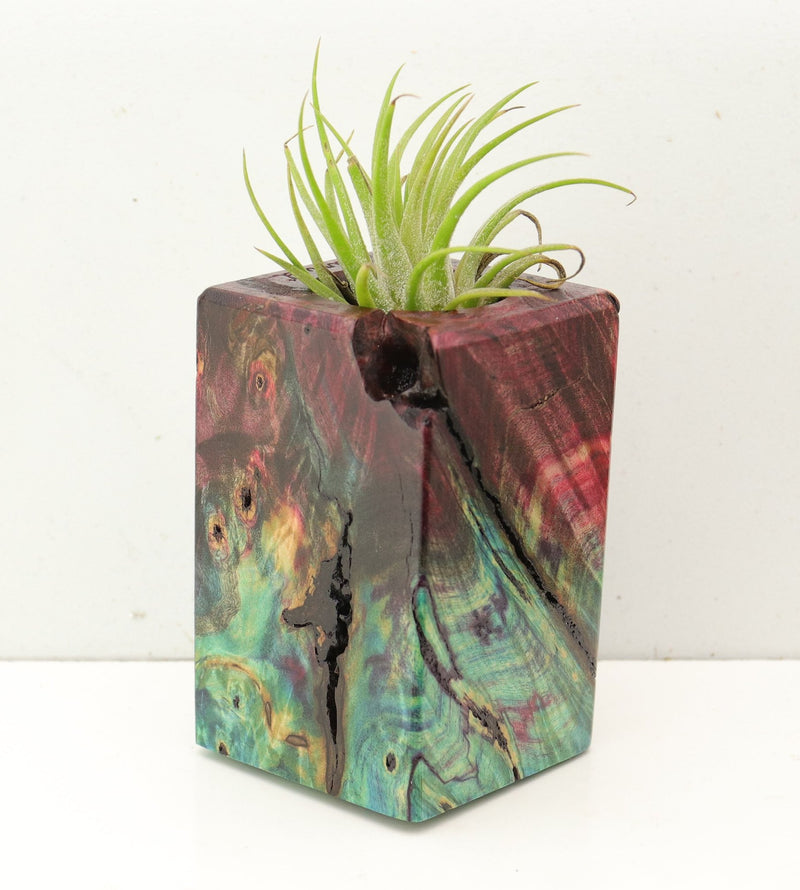Wood Burl Wood+Resin Air Plant Holder - Vernon (Fire & Ice, 693225)