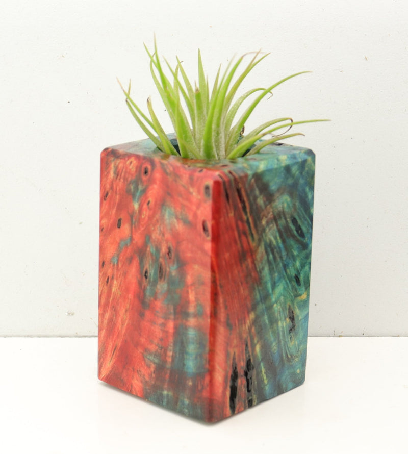 Wood Burl Wood+Resin Air Plant Holder - Alvin (Fire & Ice, 693226)