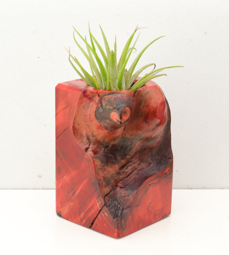 Wood Burl Wood+Resin Air Plant Holder - Roman (Fire & Ice, 693227)