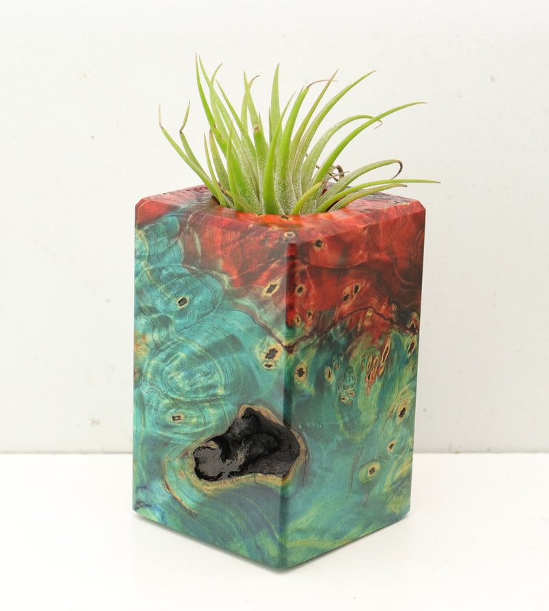 Wood Burl Wood+Resin Air Plant Holder - Ethel (Fire & Ice, 693228)
