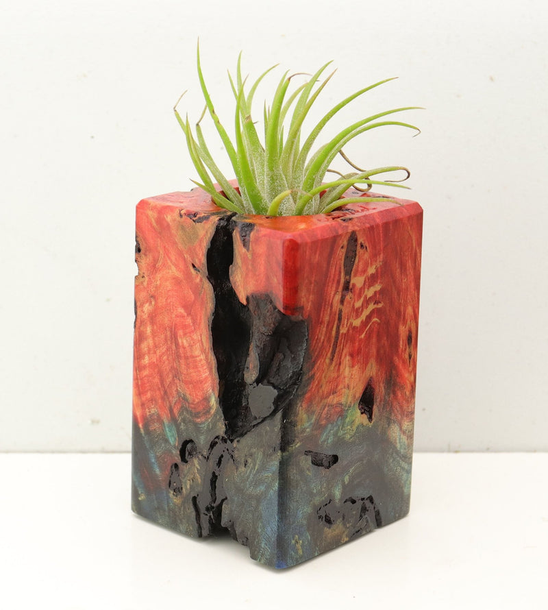Wood Burl Wood+Resin Air Plant Holder - Violet (Fire & Ice, 693229)